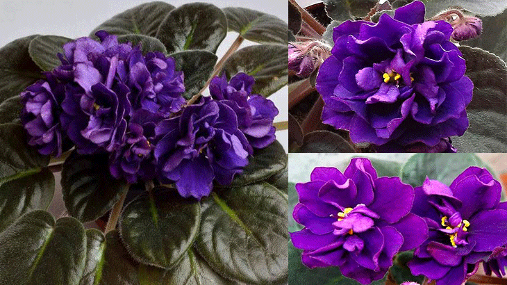 Классическая фиолетовая фиалка с крупными цветками