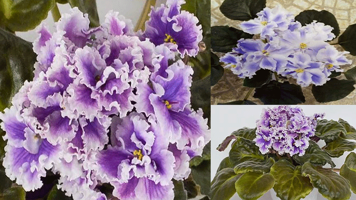 Воздушные фиолетово-белые соцветия фиалки