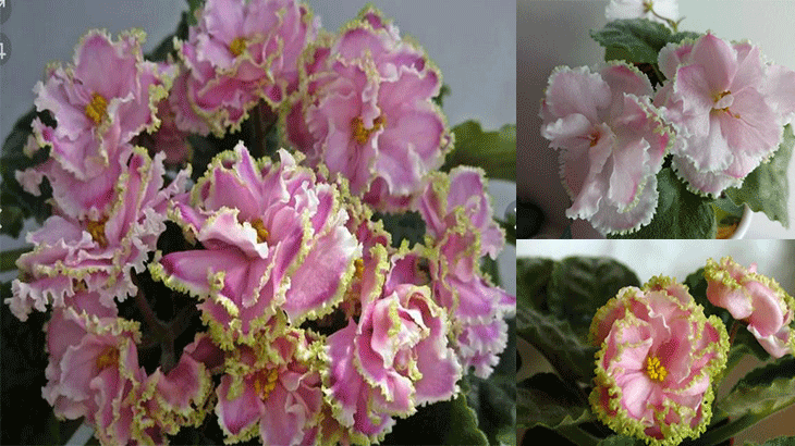 Нежно-розовые цветки фиалки опушенные салатовой каймой