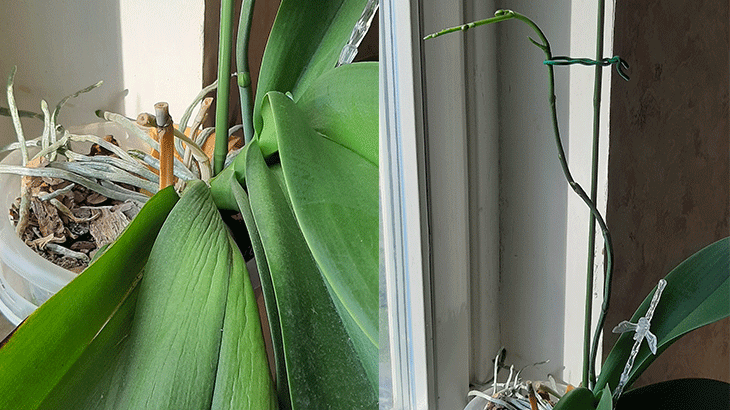 Орхидея с вялыми листьями, но активно растущим цветоносом