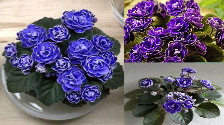 Фиалка, похожая на голубую розу