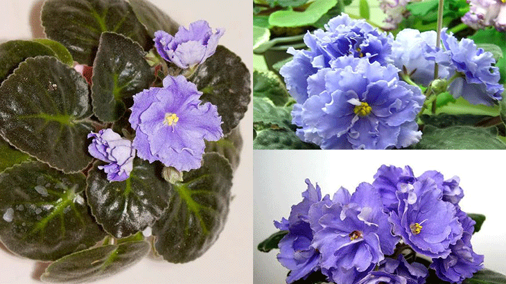 Голубые крупные цветки фиалки с бахромой по краям