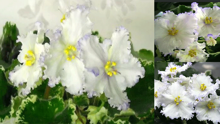 Белые пушистые цветы, полностью раскрывшиеся к миру