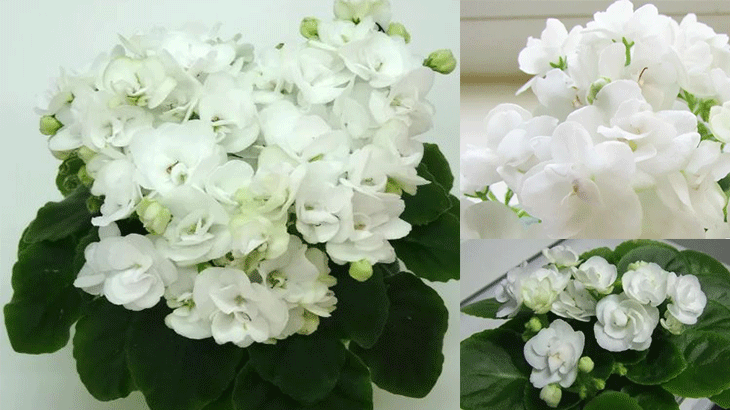 Небольшие белые соцветия и листва в форме сердечка