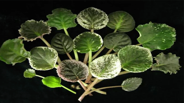 В зависимости от сорта листья фиалки могут быть от светло-зеленого цвета до изумрудного