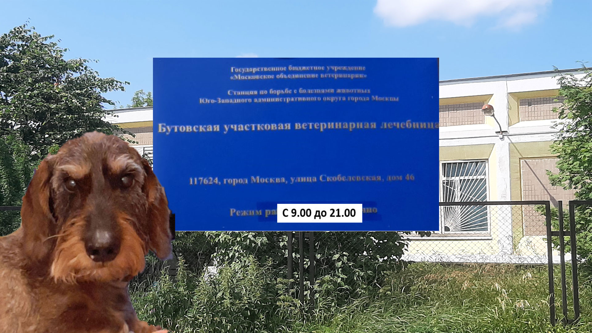 Табличка с названием Бутовской участковой ветеринарной лечебной клиники, жесткошерстная такса автора, внешний вид клиники